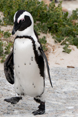 Penguin in southafrica