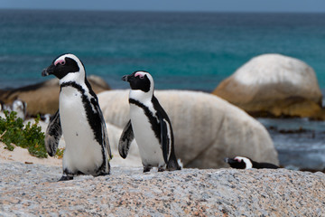 Fototapeta na wymiar Penguins at Boulders Beach