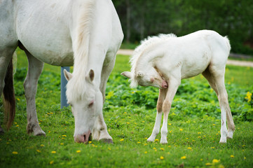 Obraz na płótnie Canvas pony cream foal with mom in green grass meadow