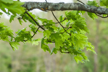 closeup of maple tree branch at spring
