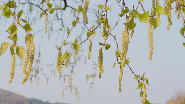 Birch aglets under blue sky at spring, close-up. New beginning concept. Branches of birch-tree with young leaves and earrings. Season of flowering and seeds formation. Season of blossoming plants