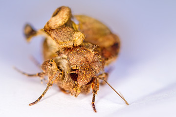 Portrait head of clothes moth. Macro photography. Natural yellow background.