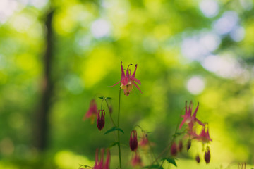 Columbine flowers in the Spring
