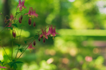 Columbine flowers in the Spring