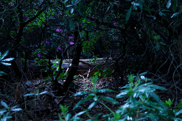 tree in forest