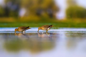 Wetland and water bird. Green nature background. Bird: Common Snipe. Gallinago gallinago
