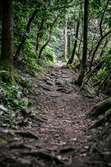 Dog Slaughter Falls Hike in Daniel Boone National Forest in Southern Kentucky