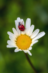 Fototapeta premium Harmonia axyridis, asiatischer Marienkäfer auf einer Margarite