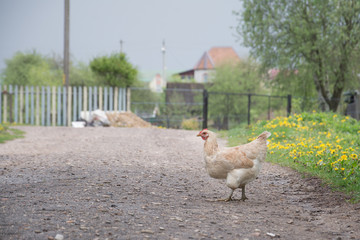 Chicken in the village