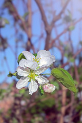 large flowers on the apple tree branch, spring flowering.