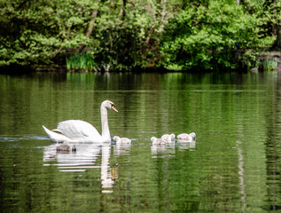 white swan on the lake with babies 