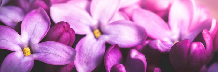 Banner Of Purple Lilac Flowers Background