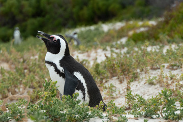 Penguin at Boulders Beach