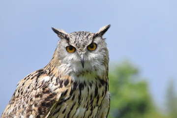 Indian Eagle Owl