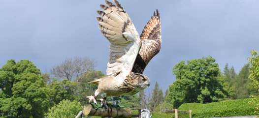 Owl in flight
