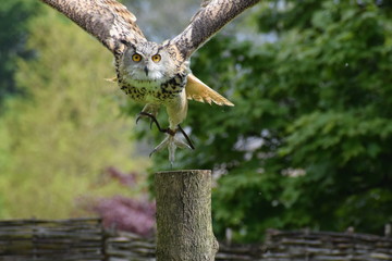 Owl in flight
