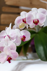 Naklejka na ściany i meble Blossom orchid flower