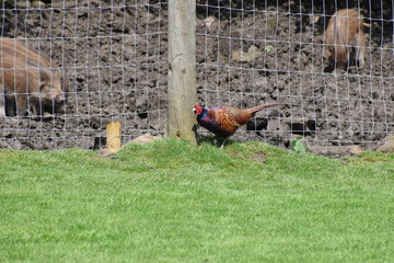Pheasant against a fence