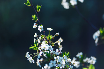 Beautiful natural background. Summer, spring concepts. Fresh cherry flowers in the gentle rays of the warm sun. Copy space. Template for design. Soft focus