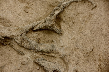 Exposed Fossil Beds Along Ohio River Near Louisville, Kentucky