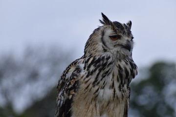 Indian Eagle Owl