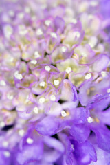 Fototapeta na wymiar Pretty Small Pink and Purple Petals on a Flower Head