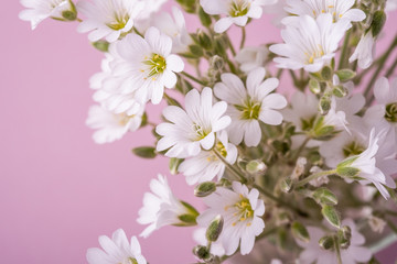 White flowers bouquet on pink background