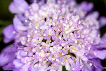 Pretty Small Pink and Purple Petals on a Flower Head