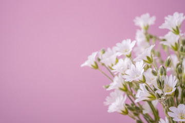 Fototapeta na wymiar White flowers bouquet on pink background