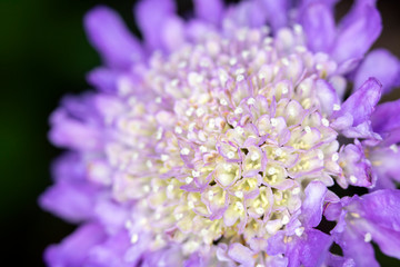 Pretty Small Pink and Purple Petals on a Flower Head