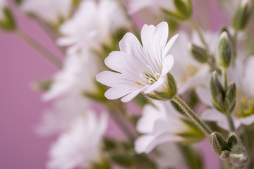 Obraz premium White flowers bouquet on pink background