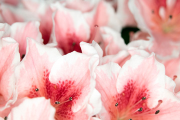 Close Up of Pretty Pink Carnation Style Flowers and Petals