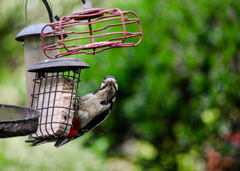 woodpecker on feeder