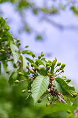 Twigs with ripening green cherries during spring time.