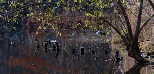 Autumnal Impressions from Great Tiergarten at the big star in Berlin Mitte on November 28, 2016,...