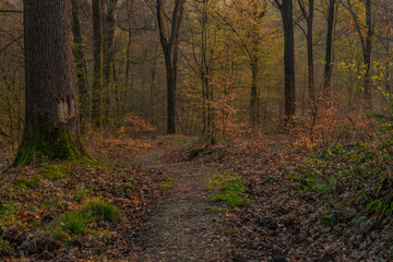 Color spring forest in tree leafs valley in central Germany