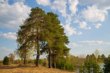 Fototapeta na wymiar Beautiful spring landscape of pine on the field.