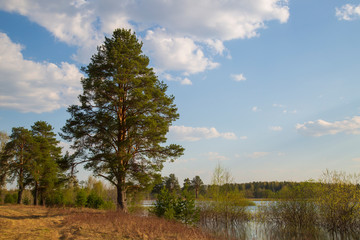 Obraz premium Beautiful spring landscape of pine on the field.