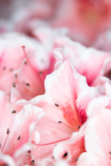 Fototapeta na wymiar Close Up of Pretty Pink Carnation Style Flowers and Petals