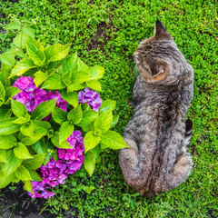 Hydrangea macrophylla and tabby cat