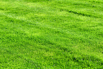 Natural thick and smooth lawn. Green grass background with nobody. Yard landscaping.