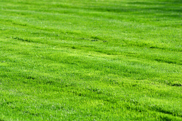 Natural thick and smooth lawn. Green grass background with nobody. Yard landscaping.