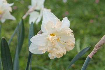 White flower of Daffodil (Narcissus) close-up in garden. Cultivar Palmares from Split-Cupped Collar Daffodil © kazakovmaksim