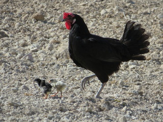 Beautiful hen with her chicks walking through the field looking for food