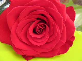 Beautiful flowers of intense colors and of great beauty