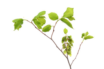 Naklejka na ściany i meble Branch of Ulmus laevis or European white elm with fruits and young green leaves isolated on white background