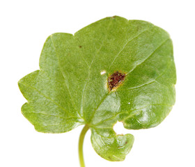 Uromyces ficariae on green leaf of Ficaria verna (syn. Ranunculus ficaria) or Lesser celandine isolated on white background