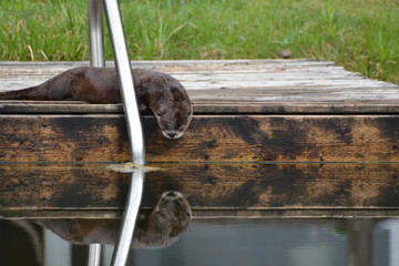 North American River Otter