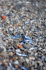 Sardine sulla spiaggia del mare