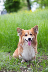 corgi fluffy portrait